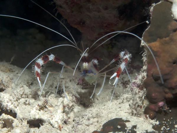 Banded boxer shrimp — Stock Photo, Image