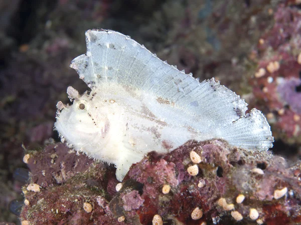 Bladskorpionfisk – stockfoto