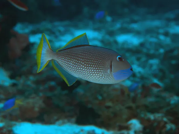Yaldızlı triggerfish — Stok fotoğraf