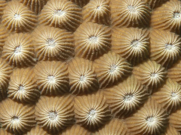 Coral texture — Stock Photo, Image