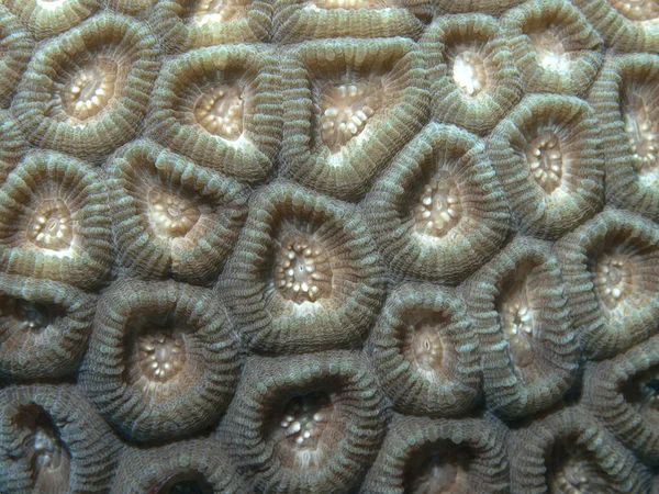 Coral texture — Stock Photo, Image