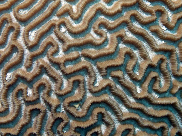 Coral texture — Stock Photo, Image