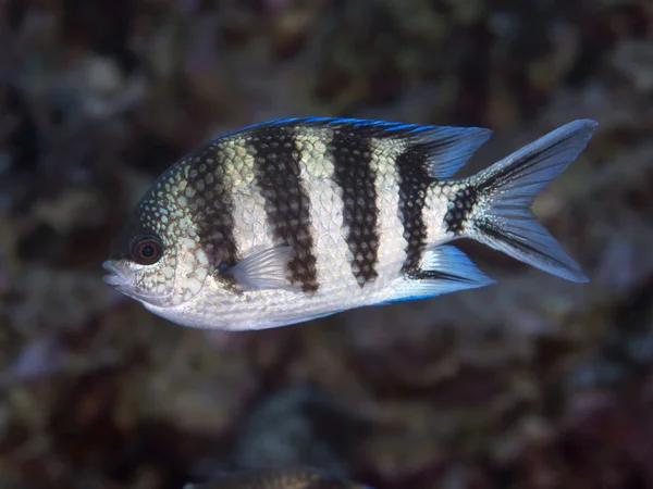 Scissortail Çavuş — Stok fotoğraf