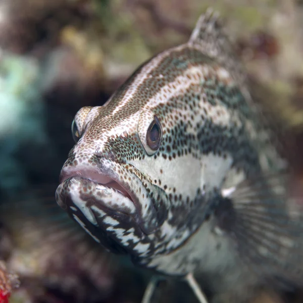 Smal grouper — Stockfoto