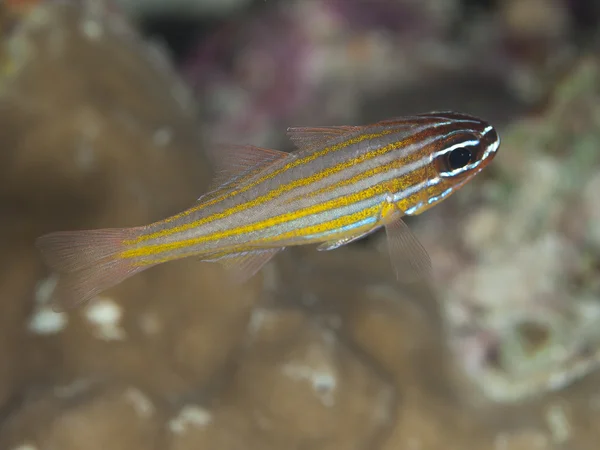 黄色条纹 cardinalfish — 图库照片