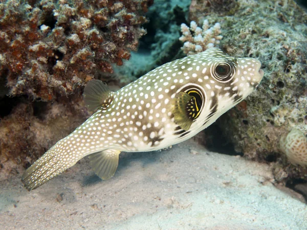 Whitespotted blåsfisk — Stockfoto