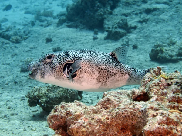 Stjärnklara paffer — Stockfoto