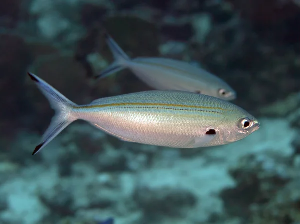 Röda havet fusilier — Stockfoto