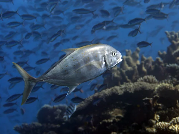 Yellow-dotted trevally — Stock Photo, Image
