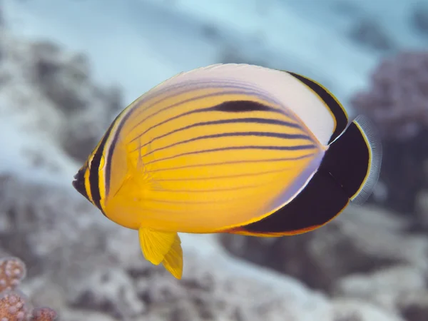 Exquisite butterflyfish — Stock Photo, Image