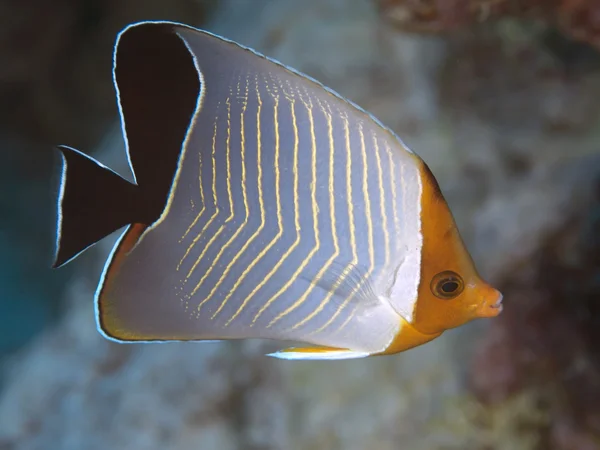 Orangeface butterflyfish — Stok fotoğraf