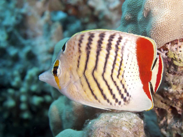 Taç butterflyfish — Stok fotoğraf