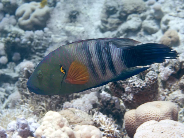 Broomtail wrasse — Stock Photo, Image