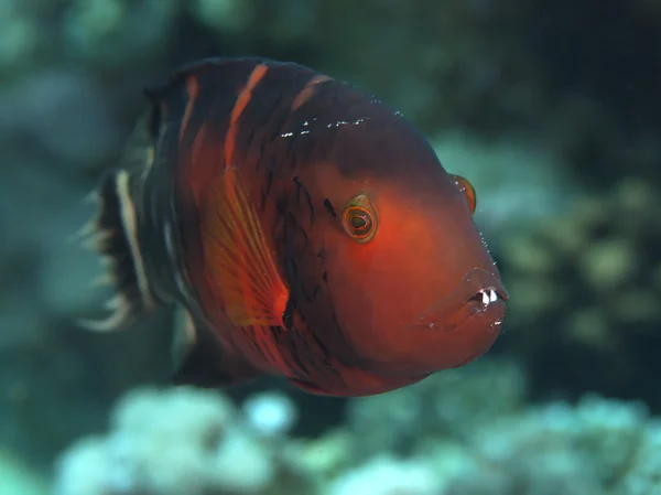 Redbreasted wrasse — Stock Photo, Image