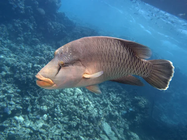 Napoleon wrasse — Stock Photo, Image