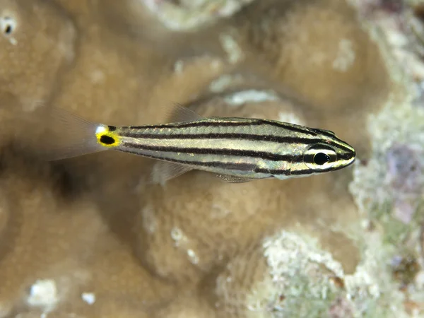 Fiveline cardinalfish — стокове фото