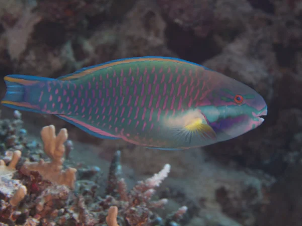 Purpurstreifen-Papageienfisch — Stockfoto