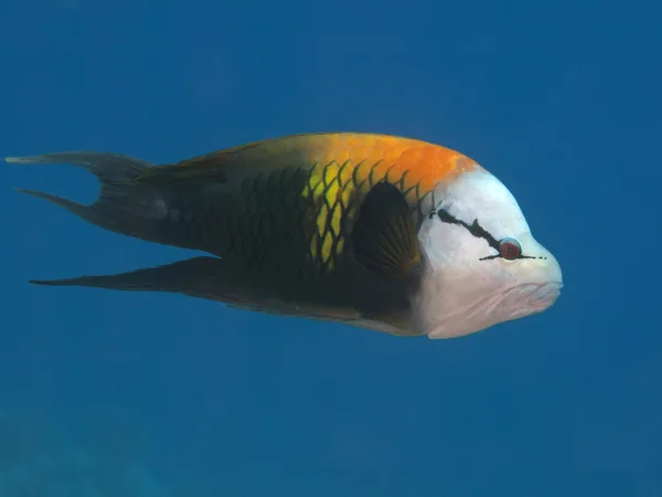 Singjaw wrasse — Stockfoto