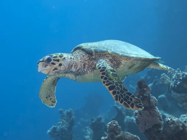 Hawksbill turtle — Stock Photo, Image