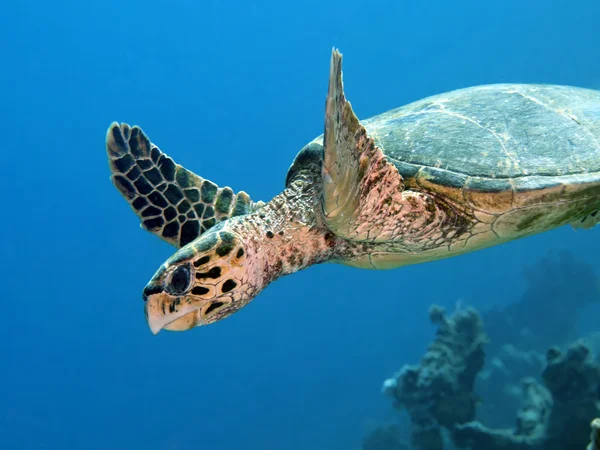 Hawksbill turtle — Stock Photo, Image