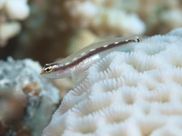 Sebree dwarfgoby — Stock Photo, Image