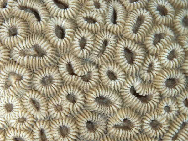 珊瑚纹理 — 图库照片