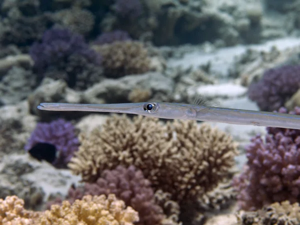 부드러운 Cornetfish — 스톡 사진
