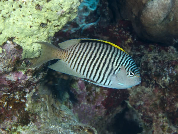 Zebra angelfish — Stock Photo, Image