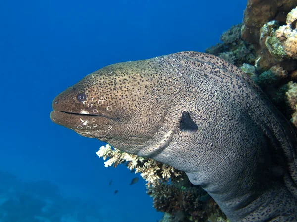 Murena gigante — Foto Stock