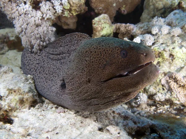 Murena gigante — Foto Stock