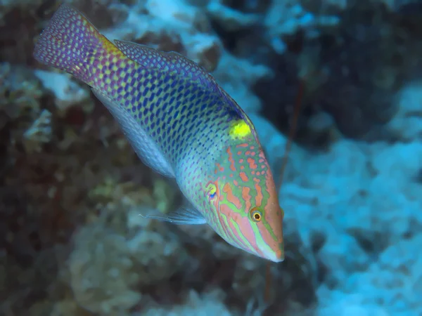 Chequerboard wrasse — Stock Photo, Image