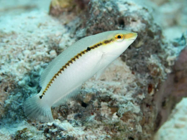 Ziguezague wrasse — Fotografia de Stock