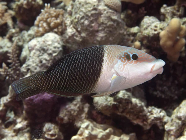 Halv och hälften wrasse — Stockfoto