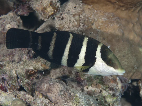 Rojo mar grueso wrasse — Foto de Stock