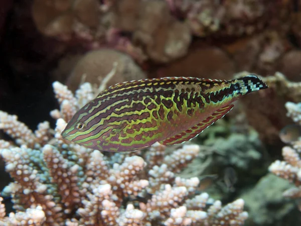 Vermiculate wrasse — Stock Photo, Image