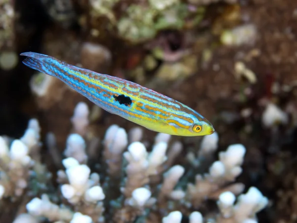 Minute wrasse — Stock Photo, Image