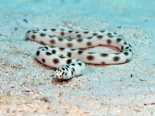斑点を付けられたヘビ、ウナギ — ストック写真