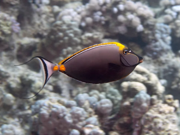 Orangespine unicornfish — Stock Photo, Image