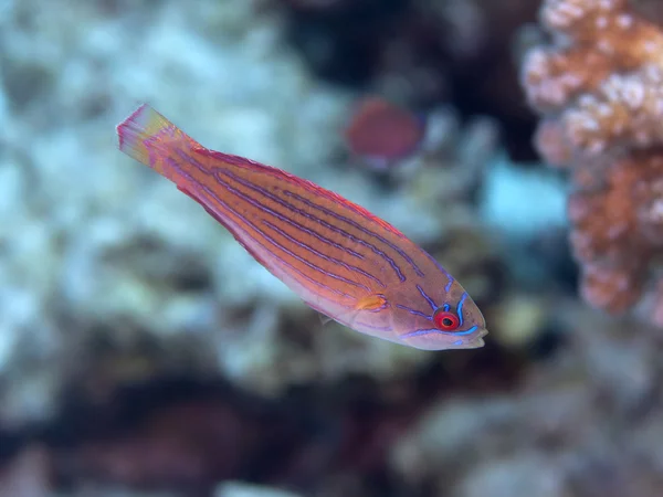 Wrasse pisca-pisca do mar vermelho — Fotografia de Stock