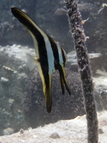 Langflossen-Spadefish im Roten Meer — Stockfoto