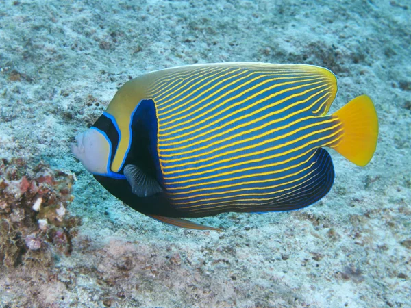 Pesce angelo imperatore — Foto Stock