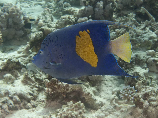 Yellowbar angelfish — Stock Photo, Image