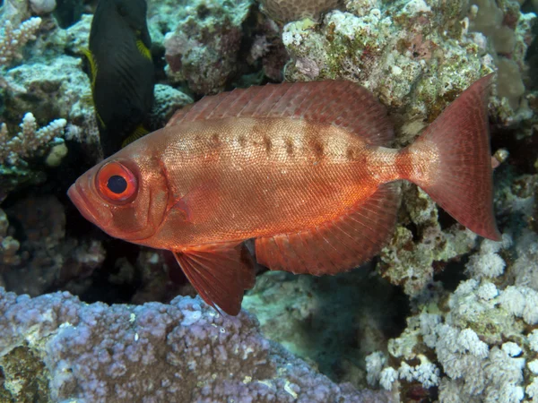 Crescend-cola bigeye — Foto de Stock