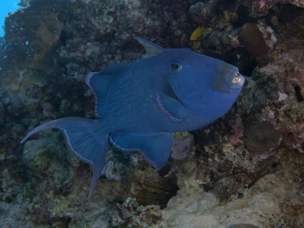 Blue triggerfish — Stock Photo, Image