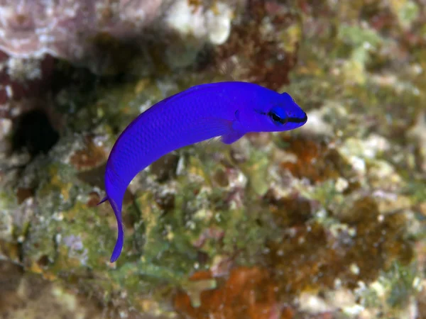Orchid dottyback — Stock Photo, Image