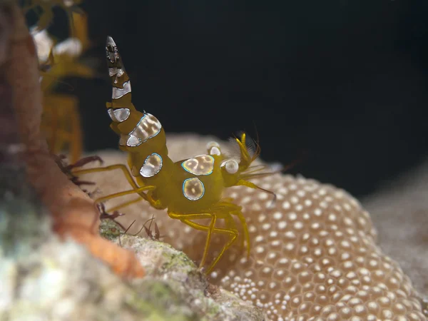 Squat shrimp — Stock Photo, Image