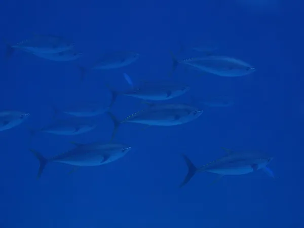 Yellowfin tuna — Stock Photo, Image