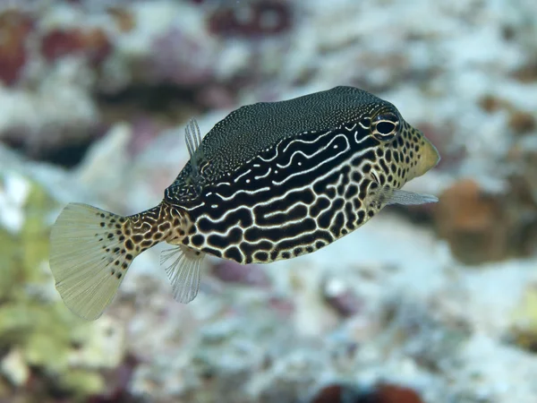 Reticulate boxfish Stock Image