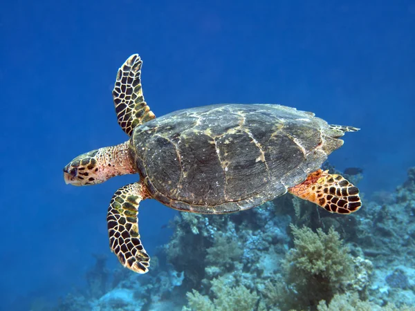 Karettsköldpaddan 图库图片