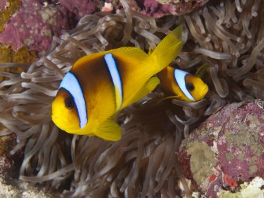 Kızıl Deniz anemonefish